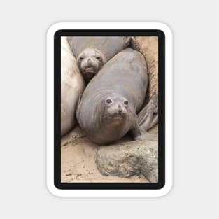 Elephant Seals Magnet