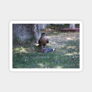 Bad Day To Be A Mourning Dove - Closeup of Falcon Magnet