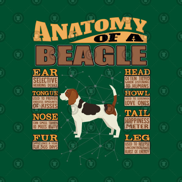 Beagle Anatomy Chart