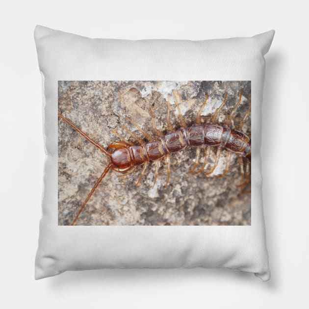 Stone centipede Pillow by SDym Photography