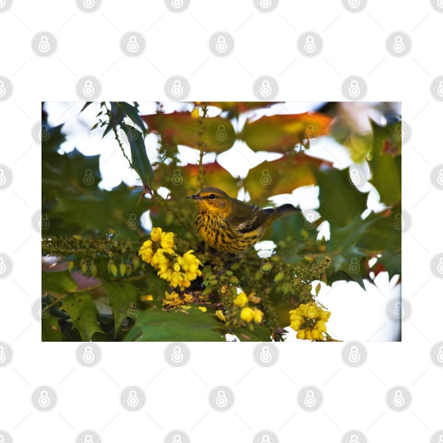 Cape May Warbler with Flowering Mahonia by walkswithnature