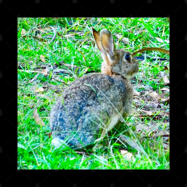 The Wild Rabbit by Mickangelhere1