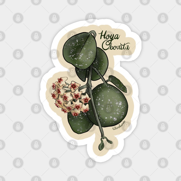 Hoya Obovata Magnet by Wieskunde