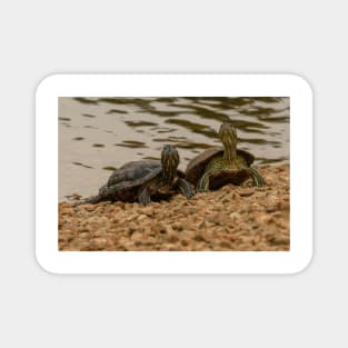 Red-eared Sliders Magnet