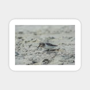 Sandpiper Magnet