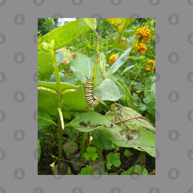 Monarch Butterfly Caterpillar by Reilly's Fine Art and Designs