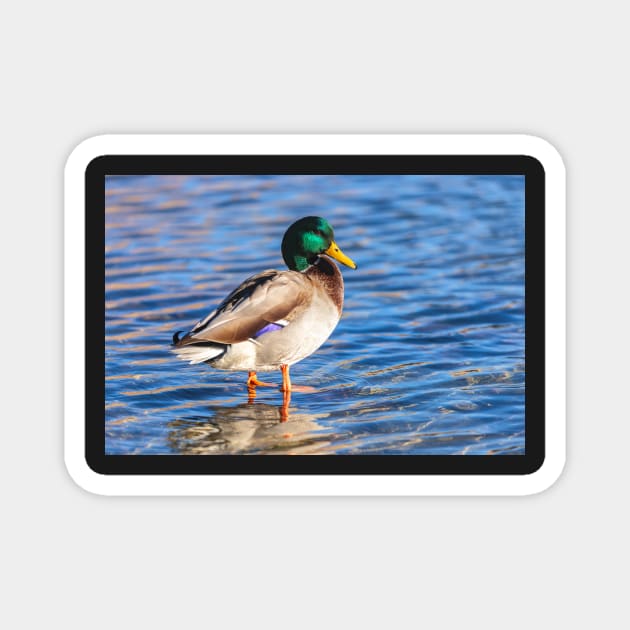 Mallard Magnet by jvnimages