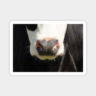 Moo Snout 2 Magnet