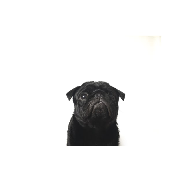 Hugo The Black Pug // by jlwilliamsss