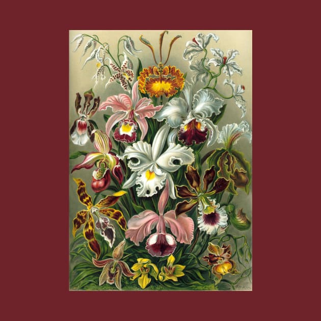 Orchids by Ernst Haeckel by MasterpieceCafe