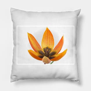 Tulipa orphanidea Whittallii Group AGM Tulip Miscellaneous tulip group  Artistic filter applied to photo Pillow