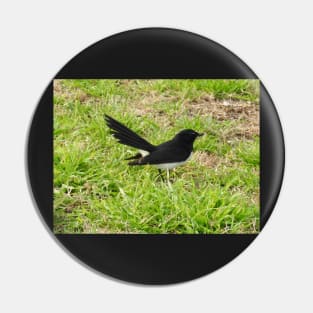 Willie Wagtail Pin