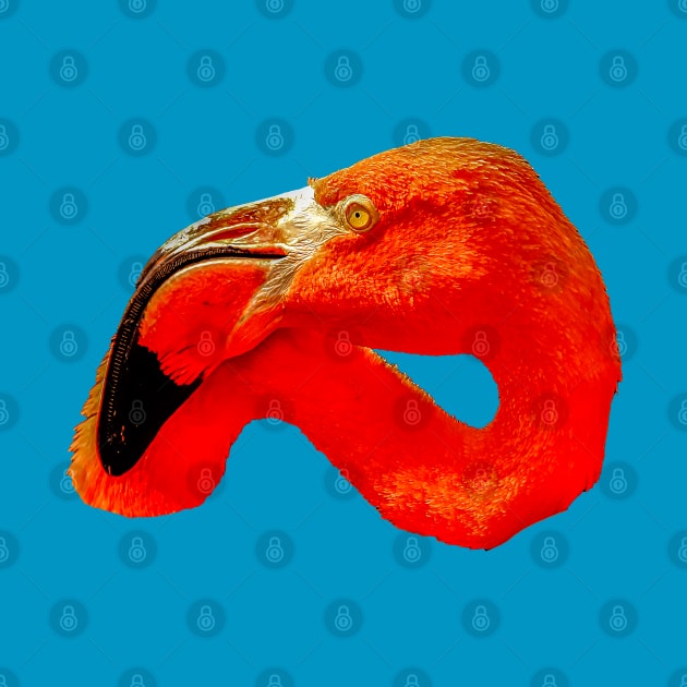 Flamingo head by dalyndigaital2@gmail.com