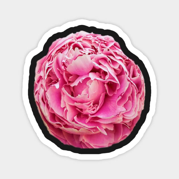 Peony arrangement Magnet by robelf