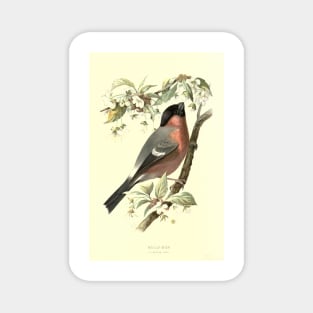 Bullfinch Magnet