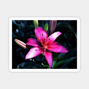 Pink Lily Magnet