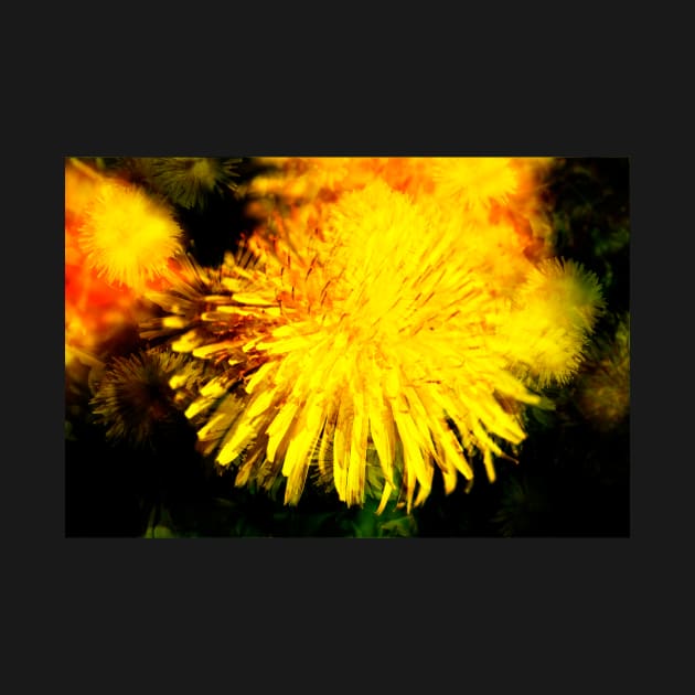 Dandelion blossom, abstract, macro shot, dandelion, flower by Kruegerfoto