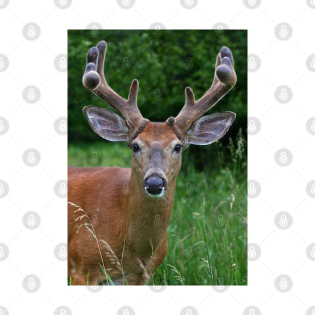 A touch of velvet - White-tailed buck by Jim Cumming