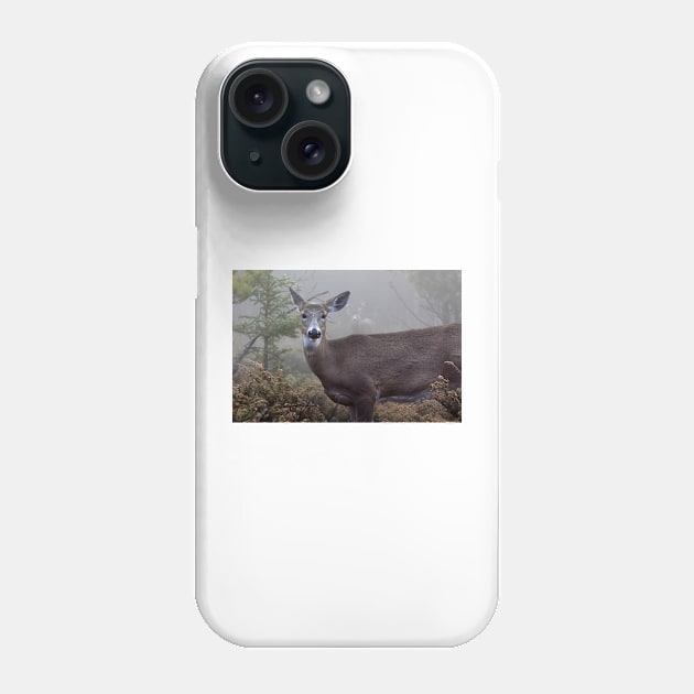 Through the fog - White-tailed Deer Phone Case by Jim Cumming