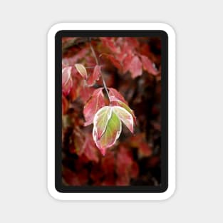 November Dogwood Magnet