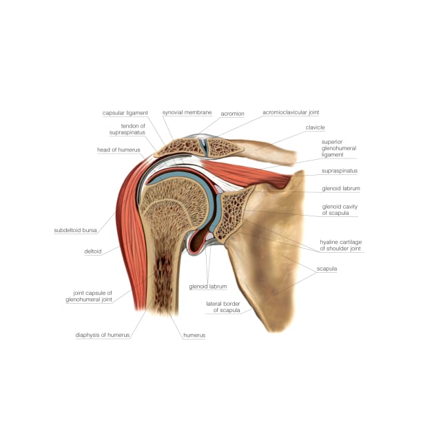 Shoulder joint, artwork (C021/1199) by SciencePhoto