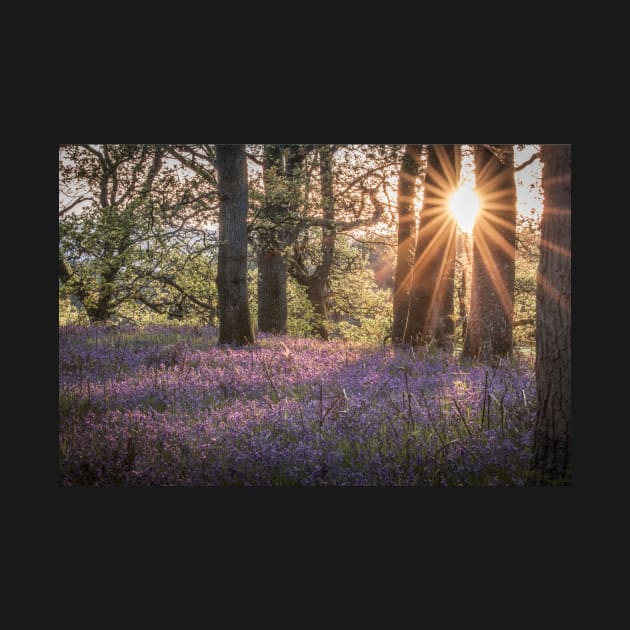 'Sunset Bluebells', Kinclaven Woods, Perthshire. by mucklepawprint