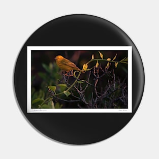 Yellow Warbler Pin