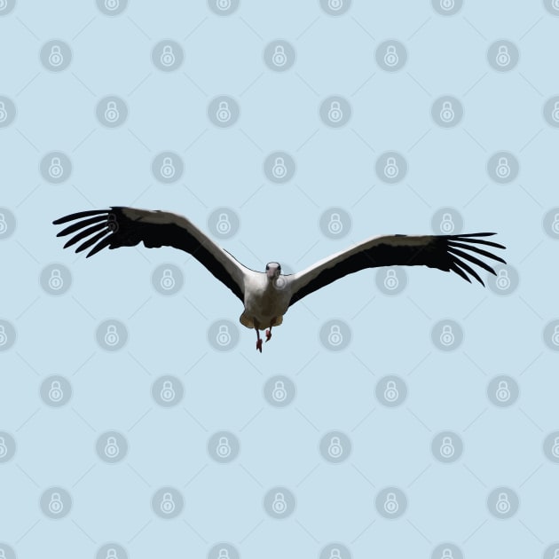 White Stork (Ciconia ciconia) Bird In Flight Vector by taiche