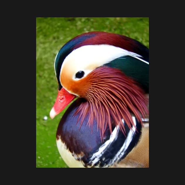 Mandarin Duck by kirstybush