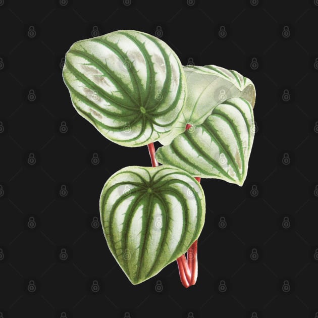 Watermelon Peperomia - Botanical Illustration by chimakingthings