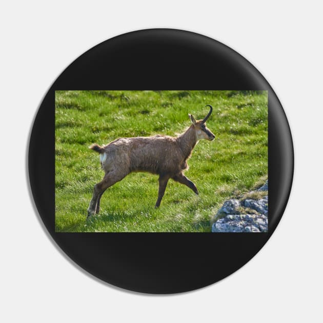 A male mountain goat in the early summer on a pasture Pin by naturalis