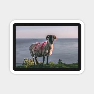 Achill Island Sheep Magnet