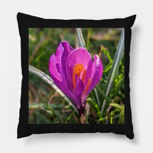 Orange and Purple Flower in the Sun 2 Pillow