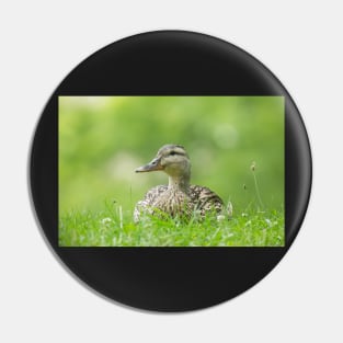 Sitting Duck Pin