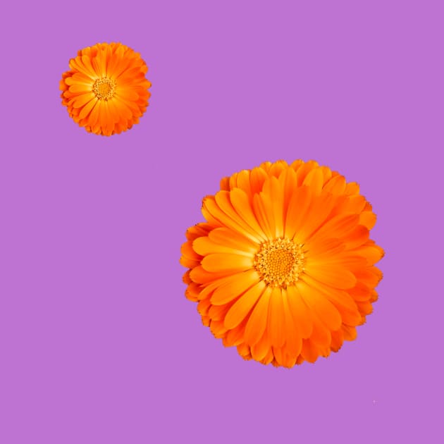 Orange Flower on funky purple background by sarahlroozendaal