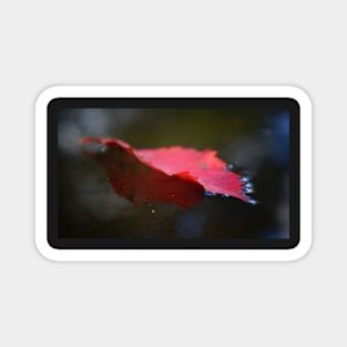 Red Leaf Floating on Water Magnet