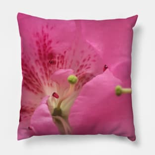 Up Close Azaleas Pillow