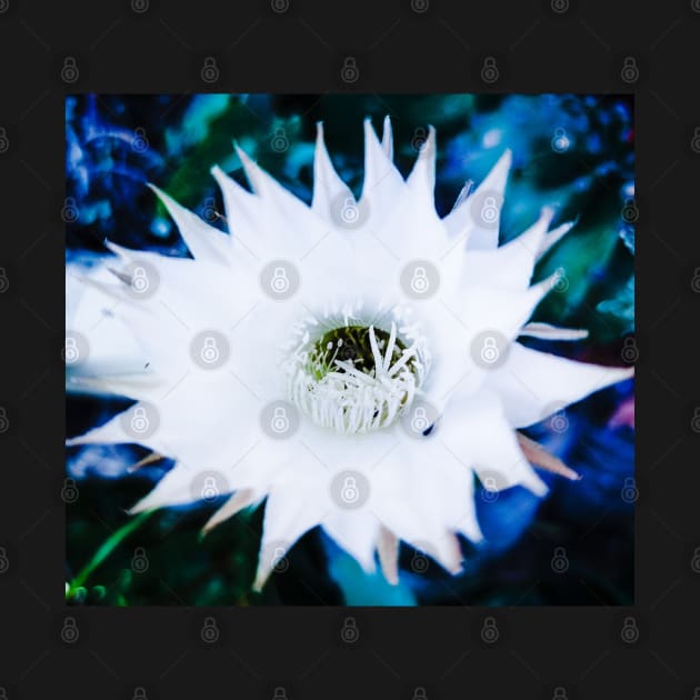 White Flower of cactus by Zinoo