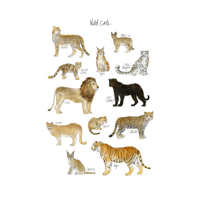 Big Cat Size Chart