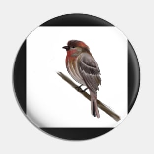 My purple finch friend Pin