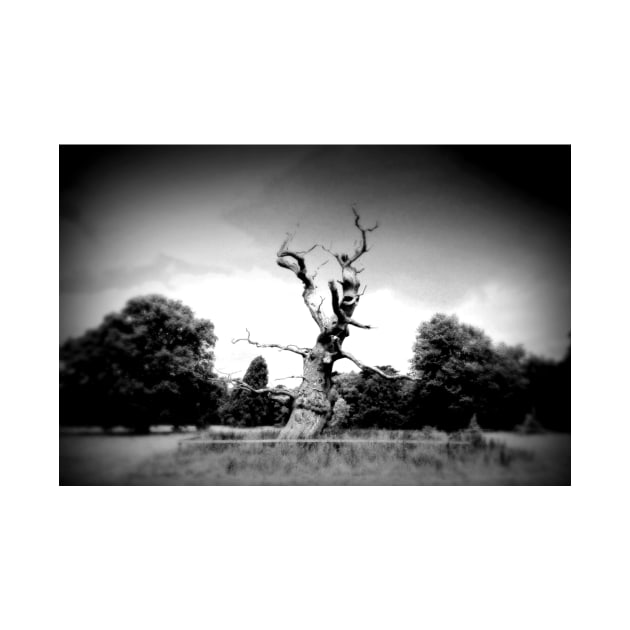 Old Tree Westonbirt Arboretum Cotswolds England by AndyEvansPhotos