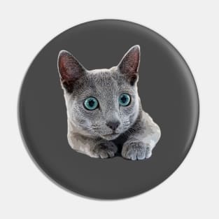 Russian Blue Cat Kitten Blue eyes Pin