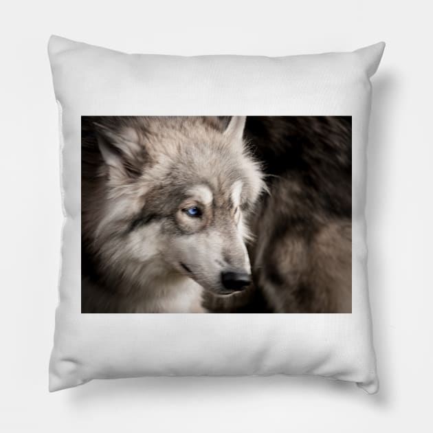 Wolf portrait closeup with bright blue eye Pillow by brians101