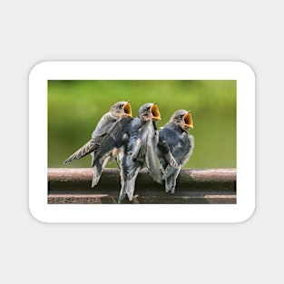 Baby Barn Swallows waiting to be fed Magnet