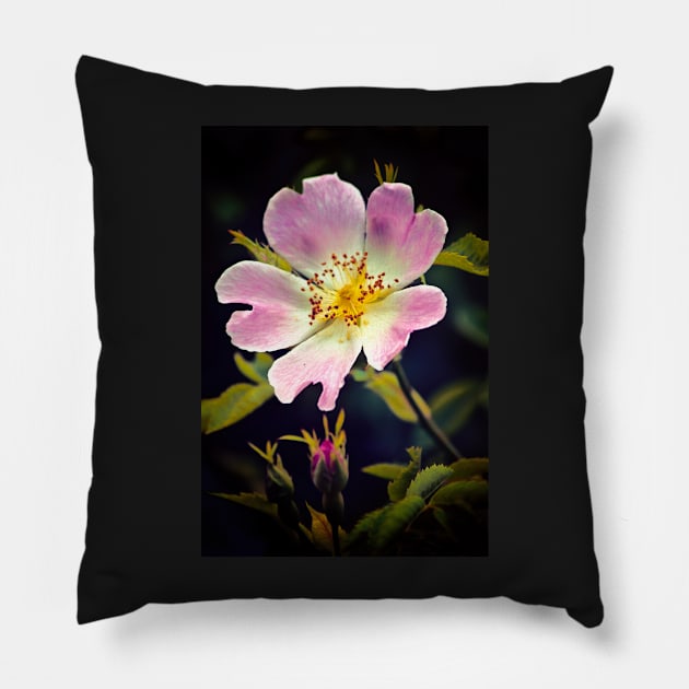 A Wild Rose Pillow by InspiraImage