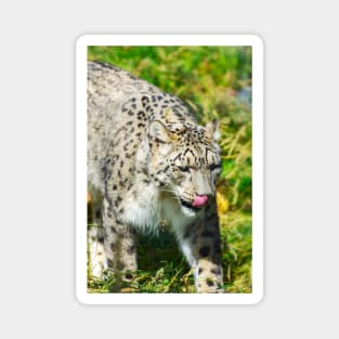 Snow Leopard Magnet