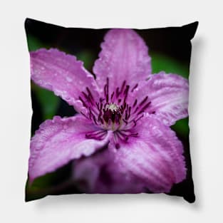 Purple Clematis After The Rain Pillow