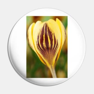 Crocus  &#39;Gipsy Girl&#39; Pin