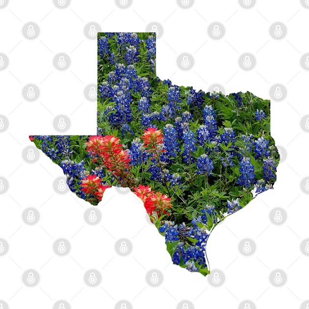 Red and Bluebonnets Blooming in Hillcountry fields in the state of Texas by Star58