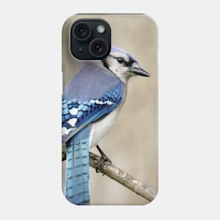 Portrait of a Blue Jay Phone Case